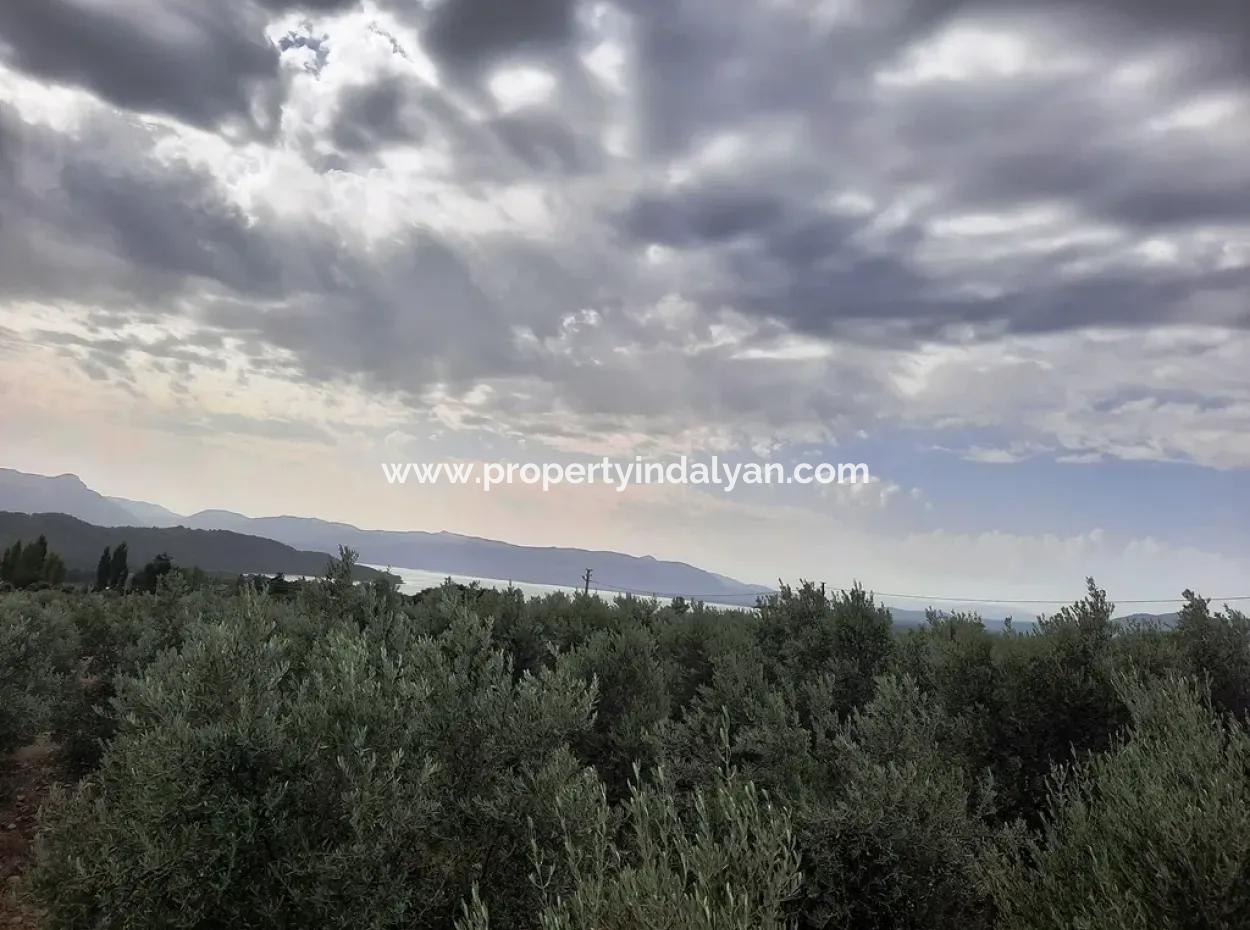 Land Mit Seeblick Zum Verkauf In Köycee'iz Zeytin Bereich