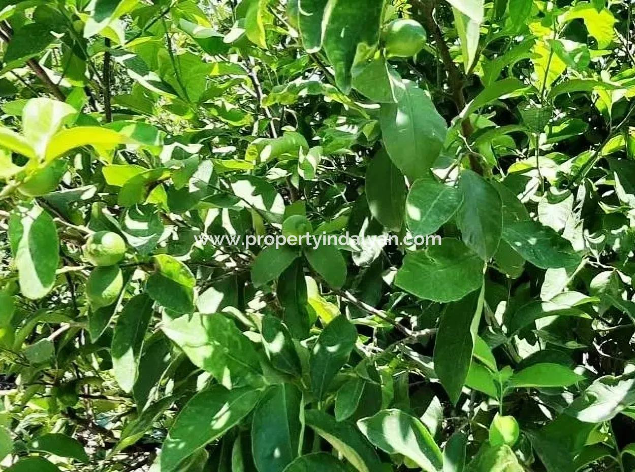 Zitrone Garten Zum Verkauf In Yesilyurt Ta Oriya Gelegenheit