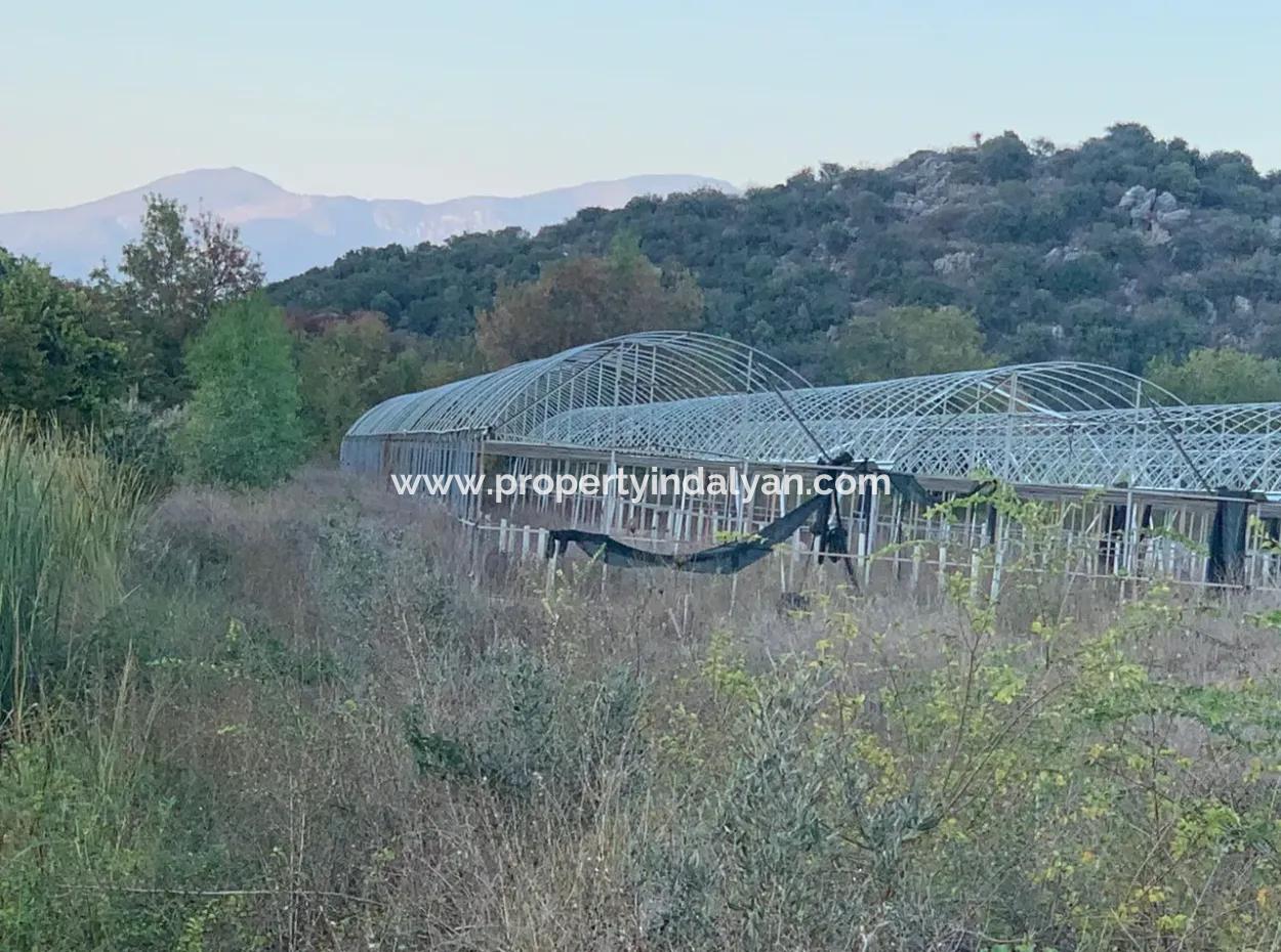 26.200 M2 Freistehendes Feld Und 3.000 M2 200 Avocados Zum Verkauf In Ortaca Güzelyurt