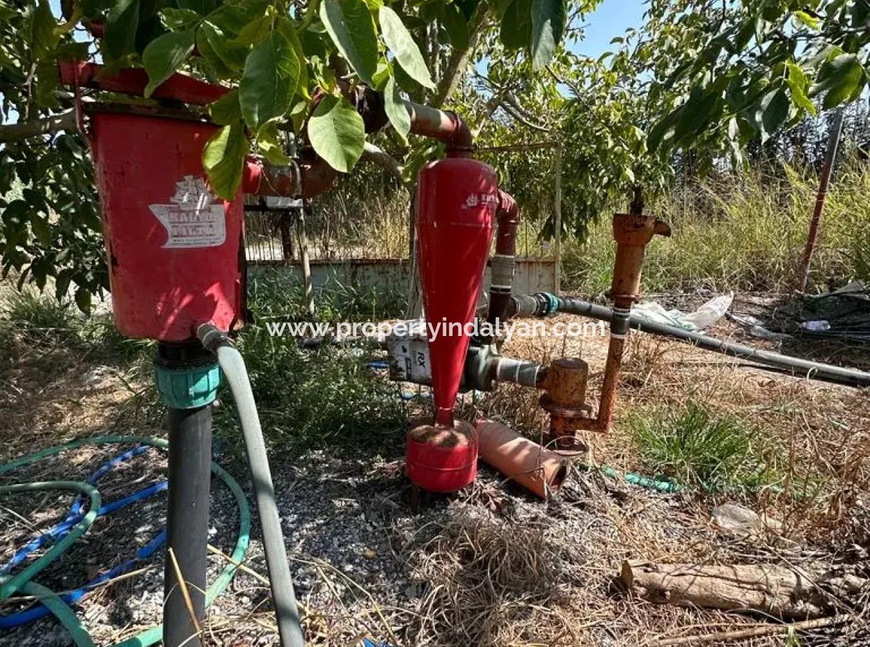 15 000 M2 Zitronenplantage Zum Verkauf In Eskiköy, Dalyan