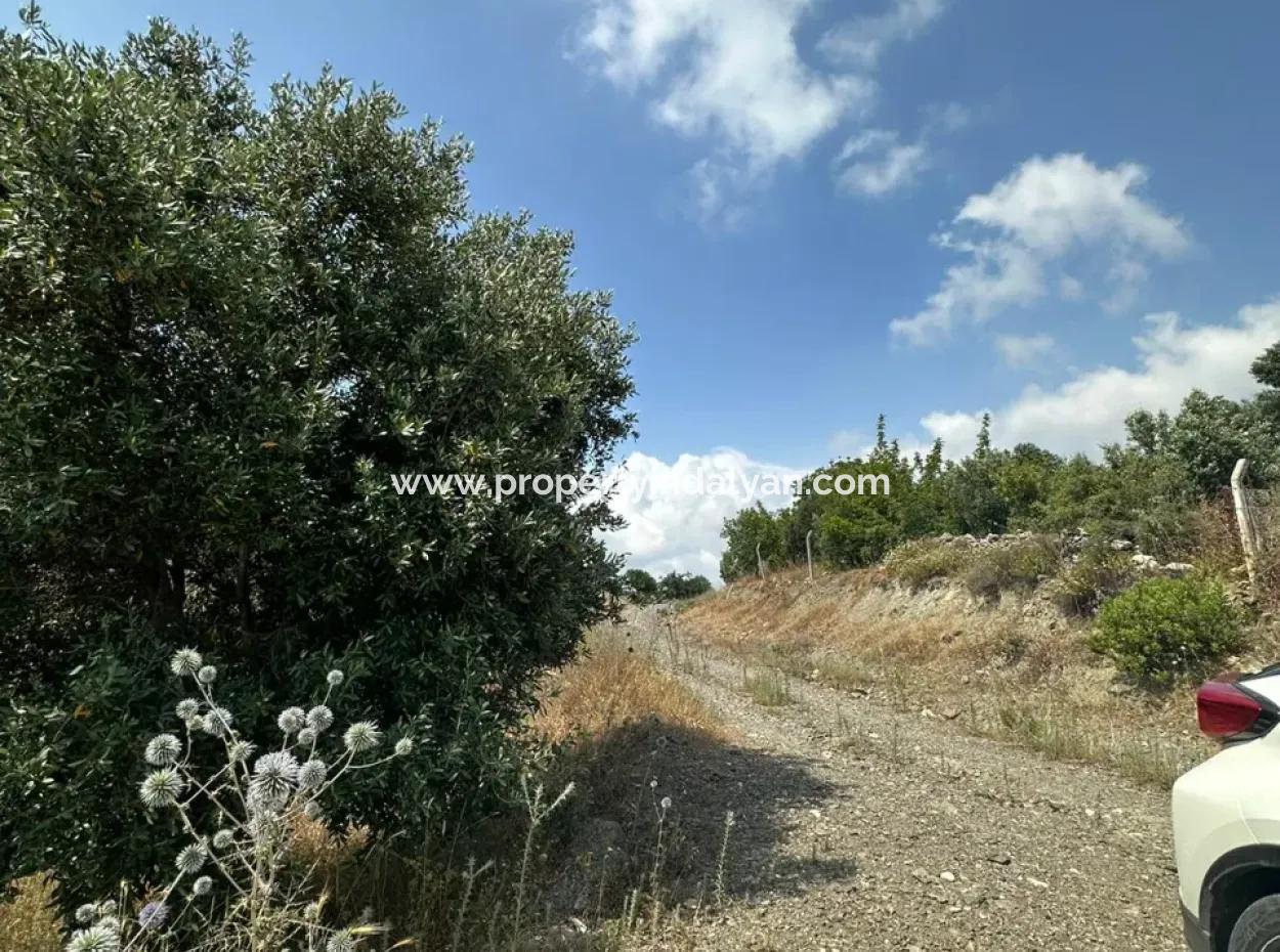 5 800 M2 Günstiger Olivenhain Mit Meerblick Zum Verkauf In Muğla Ortaca Fevziye