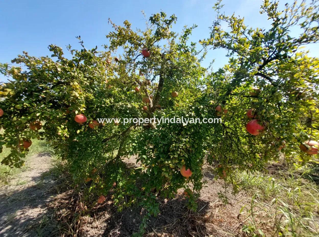 6 250 M2 Gepflegter Schnäppchen-Granatapfelgarten Zum Verkauf In Dalyan, Muğla