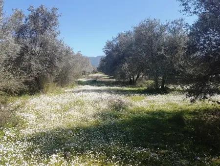 Grundstück E.p. Mit Seeblick Im Gebiet Köycegiz Zeytin