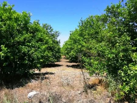 Zitrone Garten Zu Verkaufen Schnäppchen Ortaca