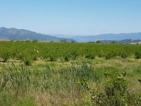 Garten Der Granatäpfel Zum Verkauf In Dalyan