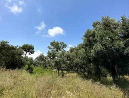 5 800 M2 Günstiger Olivenhain Mit Meerblick Zum Verkauf In Muğla Ortaca Fevziye