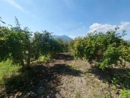 Muğla Dalyanda 5700 M2 Gepflegter Schnäppchen-Granatapfelgarten Zum Verkauf