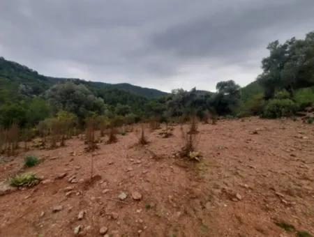 24.000 M2 Freistehendes Grundstück Zum Verkauf In Muğla Dalyan Gökbelde Natur