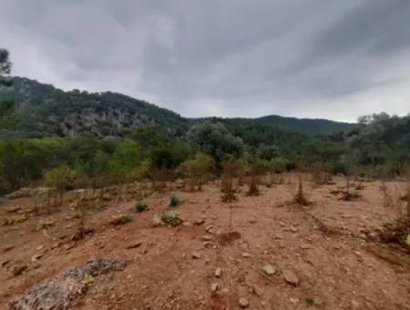 24.000 M2 Freistehendes Grundstück Zum Verkauf In Muğla Dalyan Gökbelde Natur