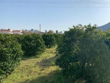 830 M2 Grundstück Zum Verkauf Schnäppchen In Dalyan