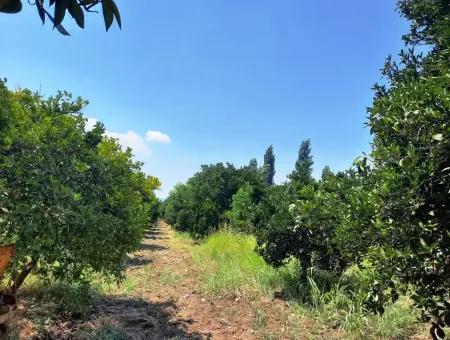 Dorf Haus Zum Verkauf In Koycegiz Dalyan Dorf