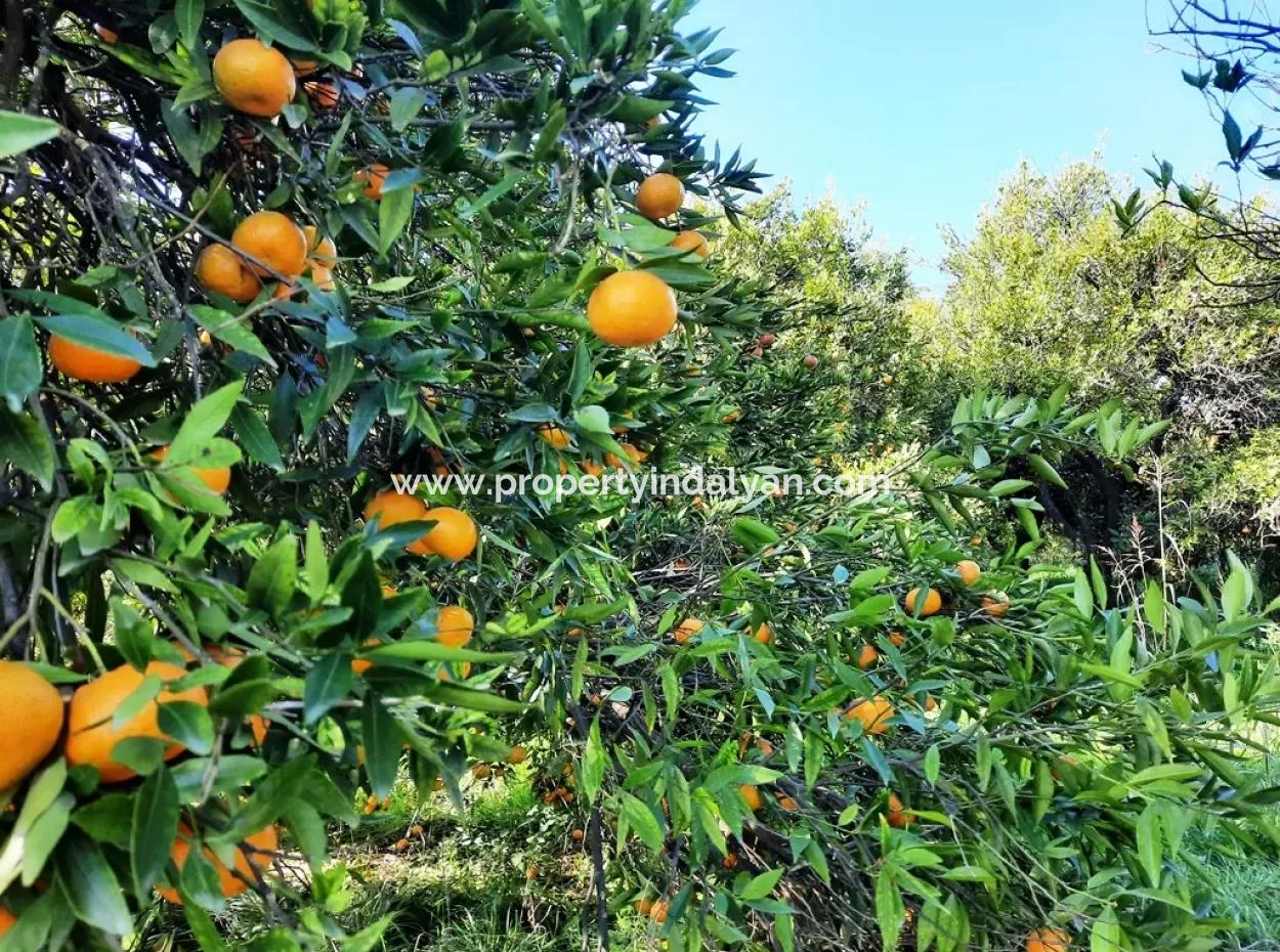 2200 M2 Detached Citrus Grove For Sale In Köyceğinz Döğüşbelen