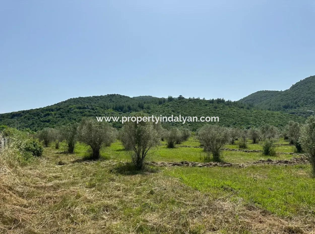 1644 M2, 250 M2 Construction Permit Land For Sale In Ortaca Fevziye