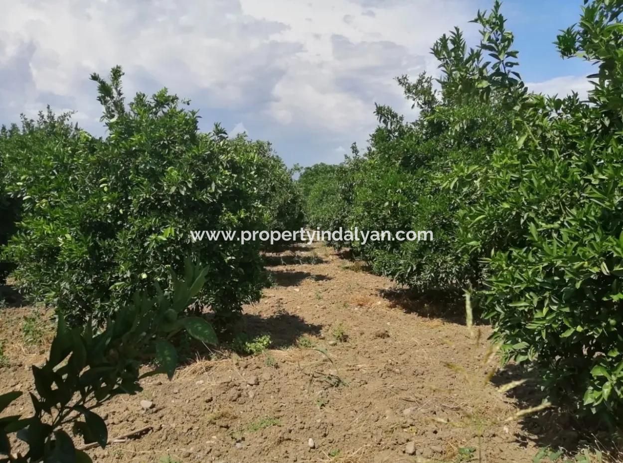 Farm For Sale In Köyceğiz Beyoba Bargain