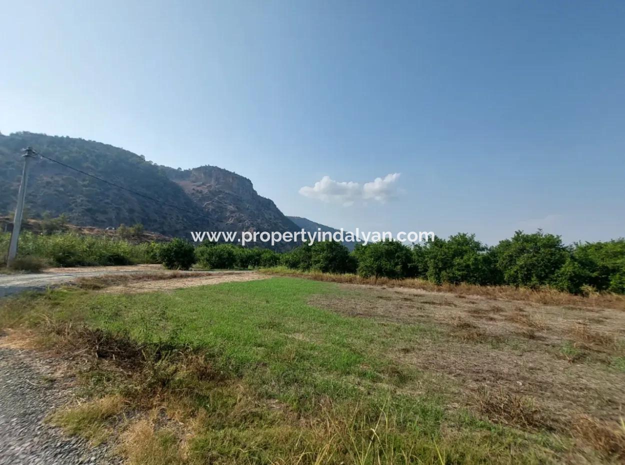 4500 M2 Well-Kept Lemon Garden For Sale In Ortaca Karadonlar