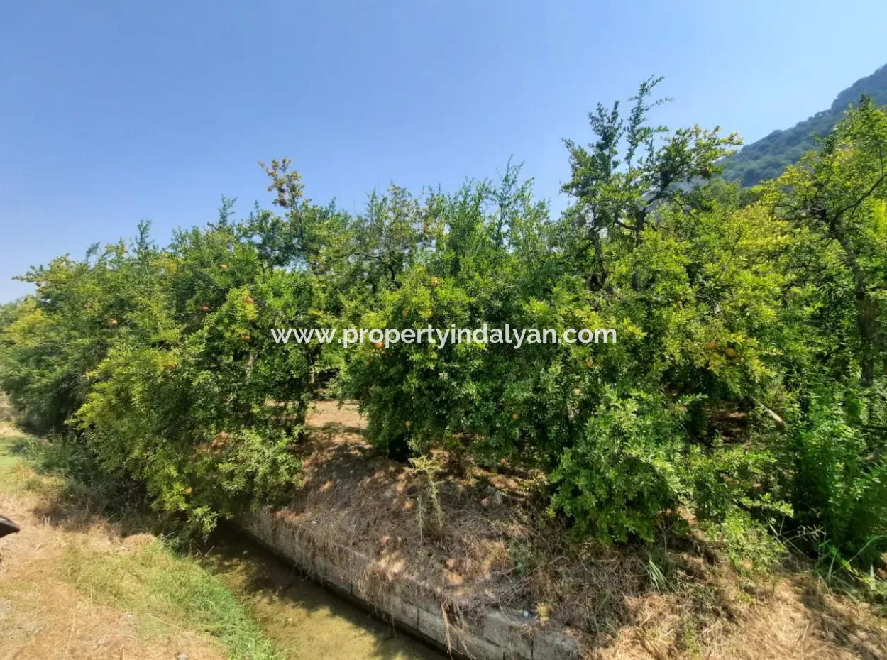 Muğla Dalyanda Mountain Zero, Waterside 10 500 M2 Pomegranate Garden For Sale