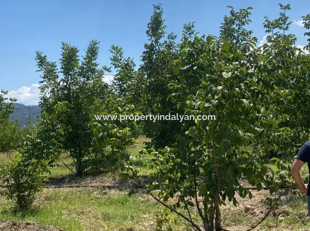 7.300M2 Detached Walnut Orchard For Sale In The Center Of Çameli