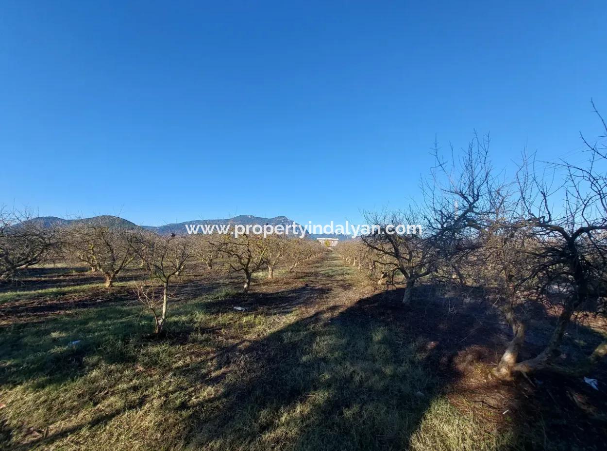 9.000 M2 Pomegranate Garden For Sale In Muğla Ortaca Eskiköy