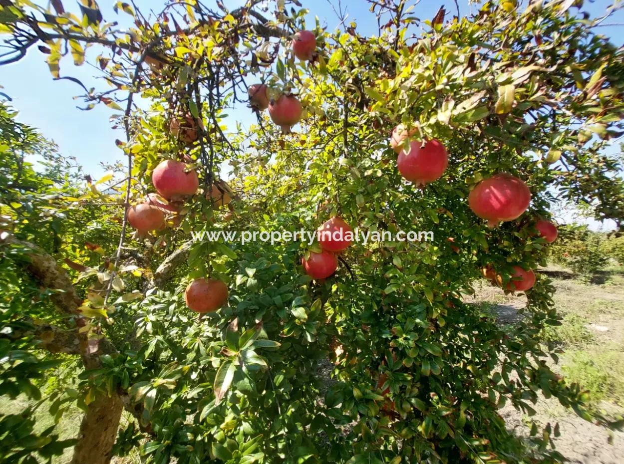 6 250 M2 Well-Kept Bargain Pomegranate Garden For Sale In Dalyan, Muğla