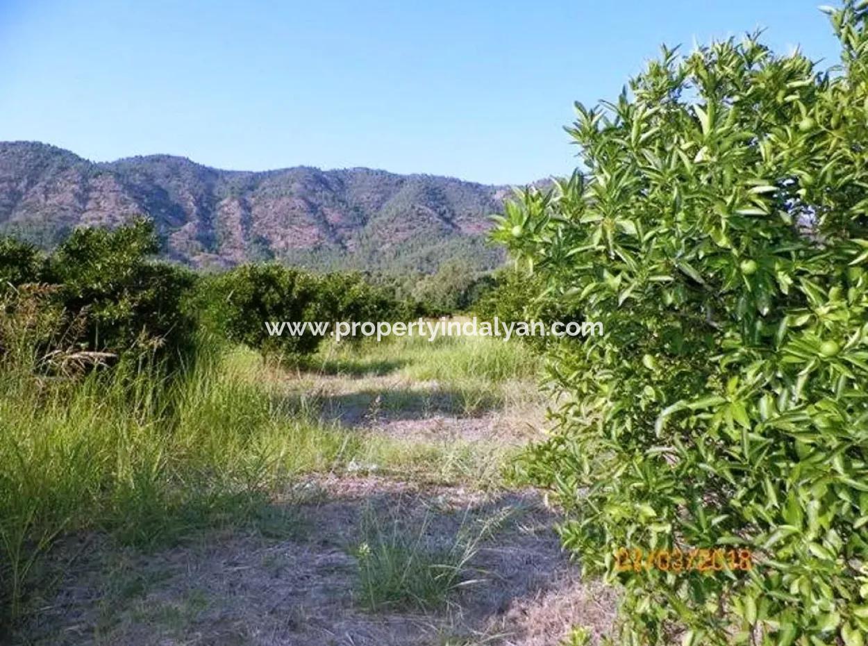 Citrus Garden For Sale In Köyceğiz Dogusbelen Bargain