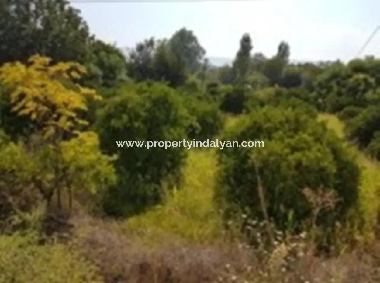 From The Main Road Land For Sale In Koycegiz Zeytinalani Zero