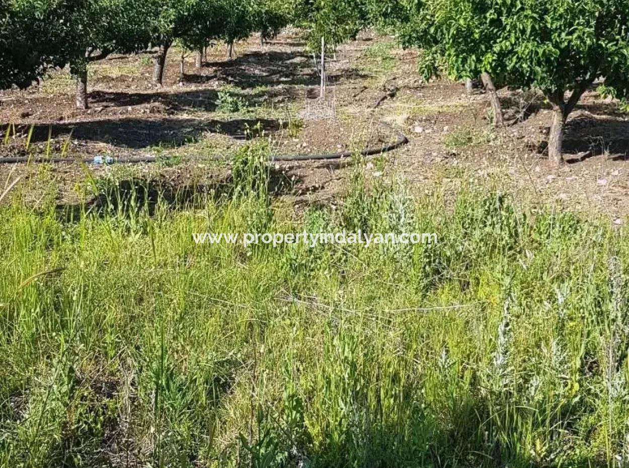 The Apple Orchard Is Also For Sale Bargain St John Gokceyaka Denizli