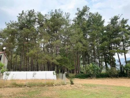 Tea Edge 10345 M2 Land And Detached House For Sale In Ortaca Çaylı Pine Forest