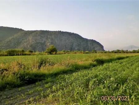 10 000 M2 Fertile Land For Sale In Mugla Ortaca Mergenli