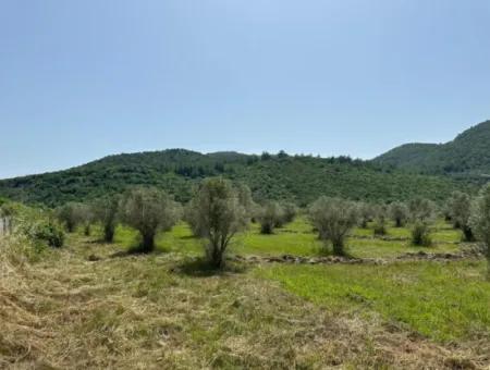 1644 M2, 250 M2 Construction Permit Land For Sale In Ortaca Fevziye