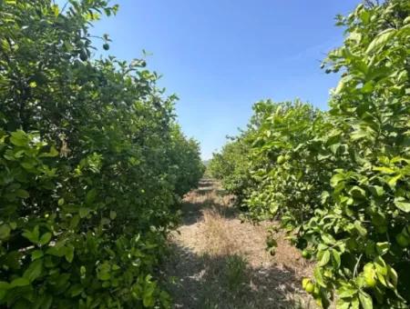 15 000 M2 Lemon Orchard For Sale In Eskiköy, Dalyan