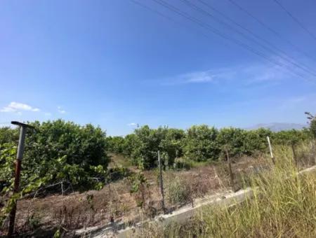 15 000 M2 Lemon Orchard For Sale In Eskiköy, Dalyan