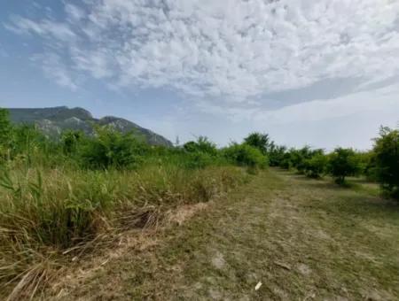 1.500 M2 Detached Field For Sale In Dalyan