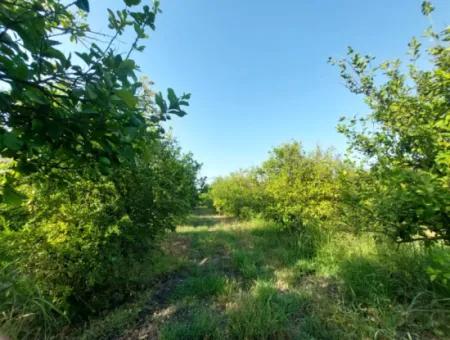 23.000M2 Detached Title Deed Pomegranate And Lemon Garden For Sale In Muğla, Ortaca Eskiköy