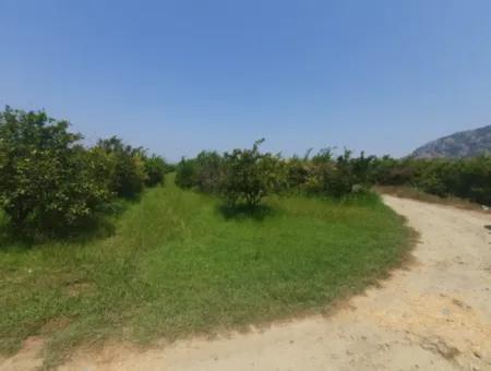 Muğla Dalyanda Mountain Zero, Waterside 10 500 M2 Pomegranate Garden For Sale