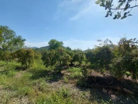 Muğla Dalyanda 5700 M2 Well-Kept Bargain Pomegranate Garden For Sale