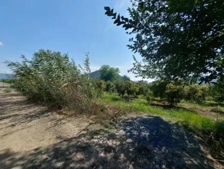 Muğla Dalyanda 5700 M2 Well-Kept Bargain Pomegranate Garden For Sale