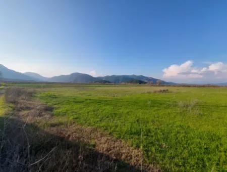 19.000 M2 Kepir Fertile Land Suitable For Investment In Ortaca Güzelyurt For Sale