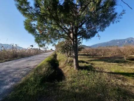 9.000 M2 Pomegranate Garden For Sale In Muğla Ortaca Eskiköy