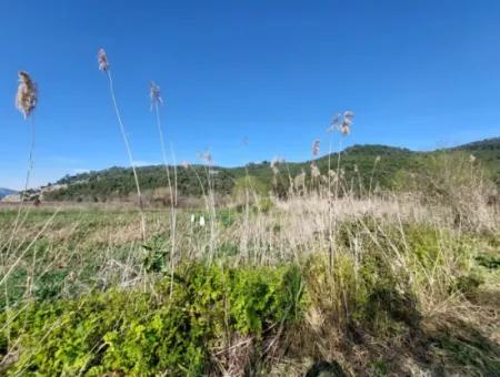 Fertile 6.350 M2 Land For Sale In Muğla Ortaca Güzelyurt