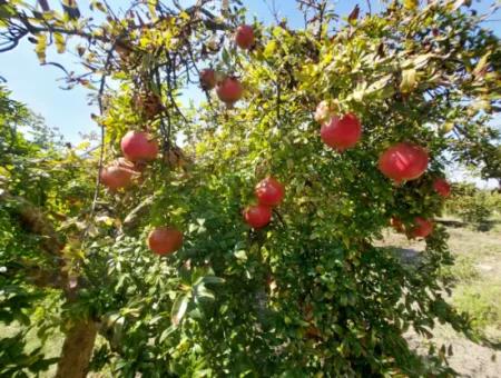 6 250 M2 Well-Kept Bargain Pomegranate Garden For Sale In Dalyan, Muğla