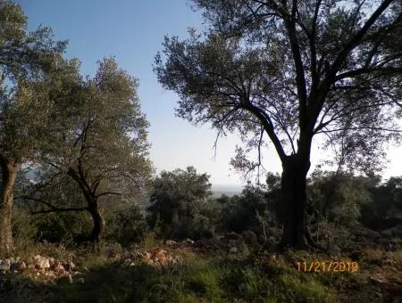 Fevziye De Satılık Deniz Manzaralı Arazi