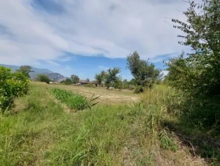 Muğla Dalyan'da Dağa Sıfır Verimli 1.680 M2 Arazisi Satılık