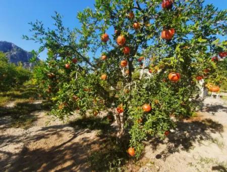 Muğla Dalyanda Bakımlı 35 000 M2 Arazi Satılık