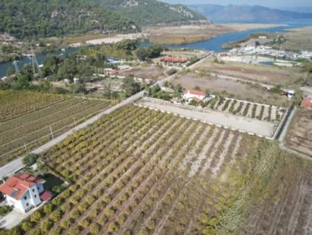 Muğla Dalyanda Kanala 2,Ci Parsel Müstakil 5.000 M2, 250 M2 İnşaat Hakkı Olan Arazi Satılık