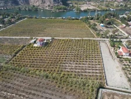 Muğla Dalyanda Kanala 2,Ci Parsel Müstakil 5.000 M2, 250 M2 İnşaat Hakkı Olan Arazi Satılık